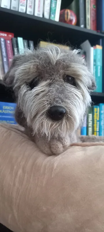 Individuell gestrickter grauer Hund mit zotteligem Fell